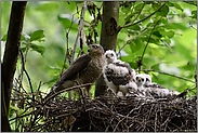 gemeinsame Blicke... Sperber *Accipiter nisus*