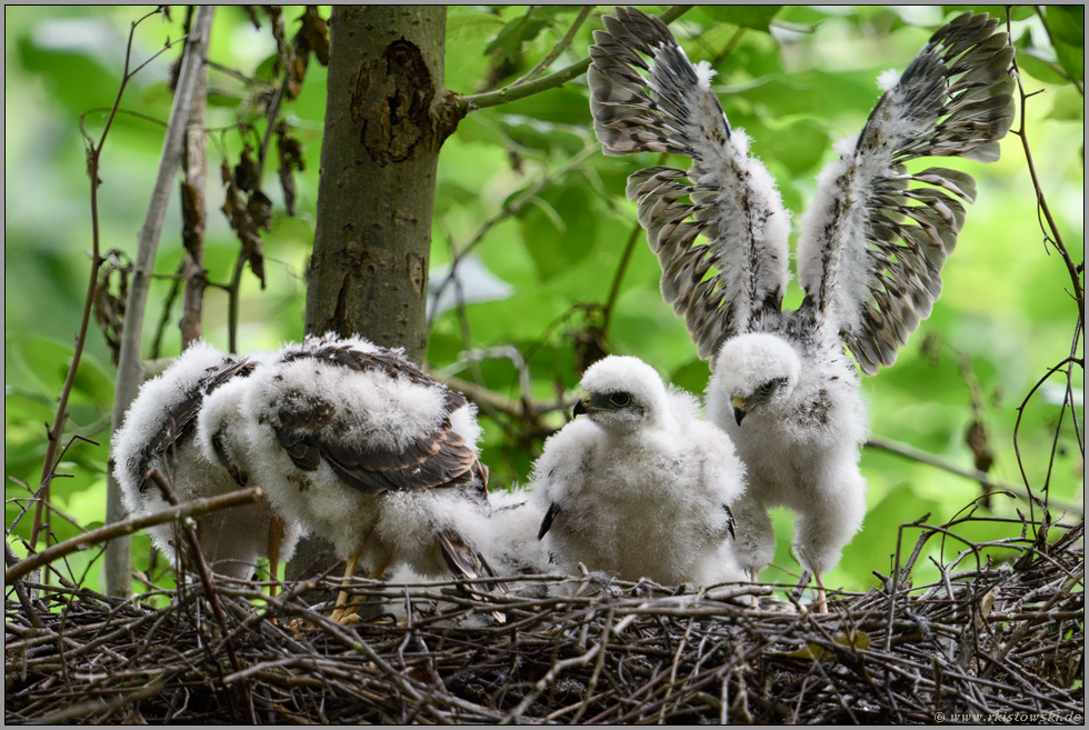 in der Mauser... Sperber *Accipiter nisus*