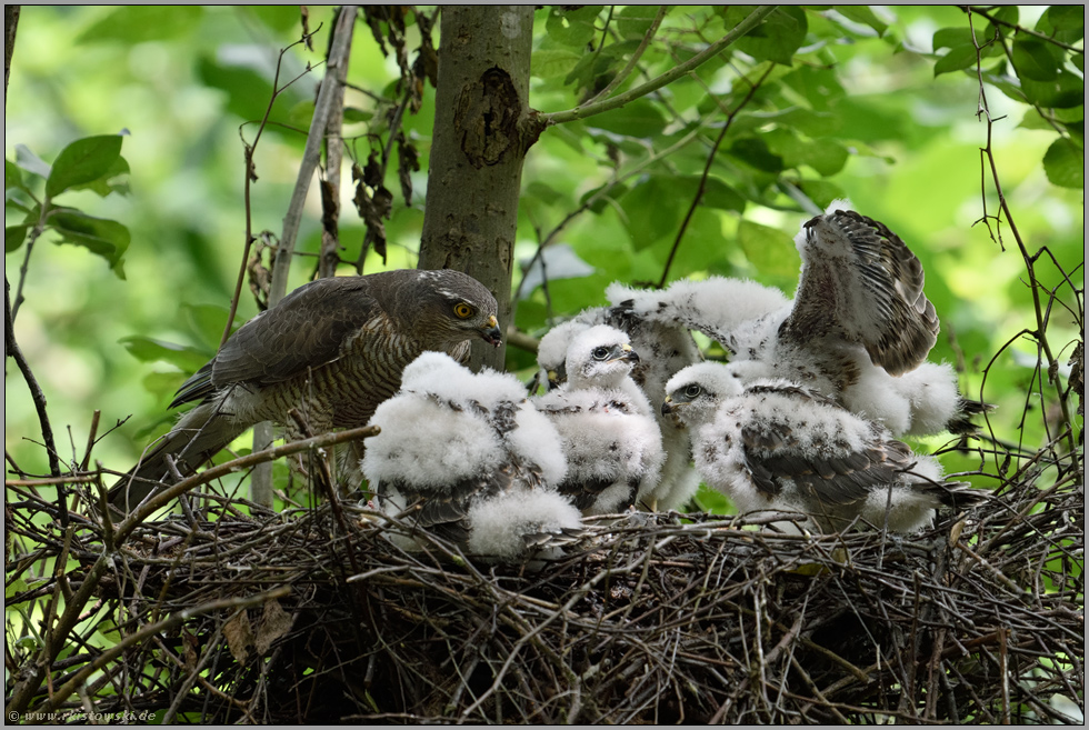 langsam wird es eng... Sperber *Accipiter nisus* auf ihrem Horst im Laubwald