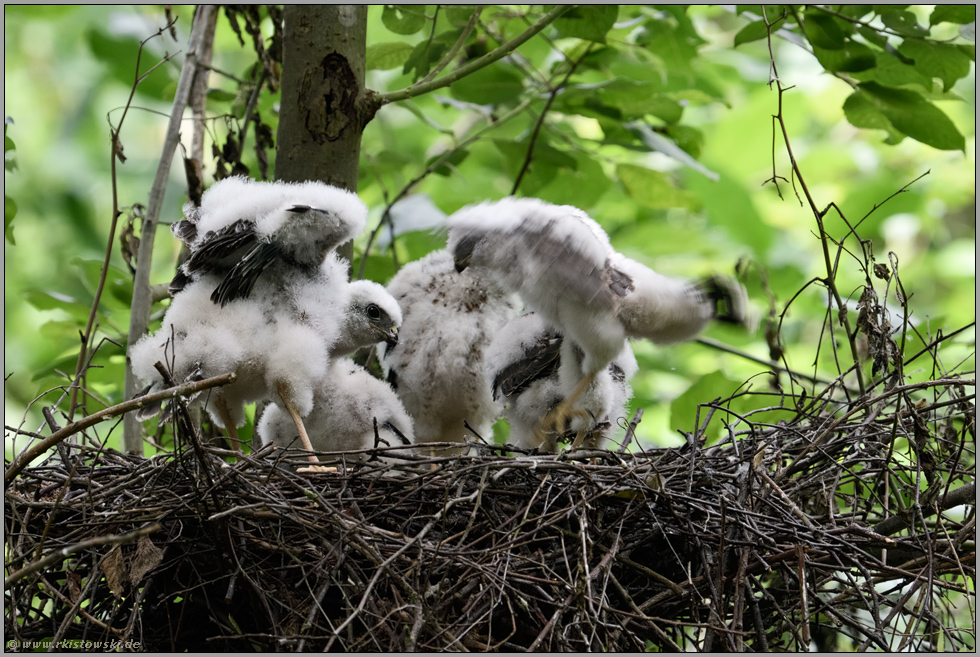 Unruhe im Nest... Sperber *Accipiter nisus*