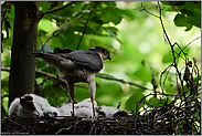 lange Ständer... Sperber *Accipiter nisus*