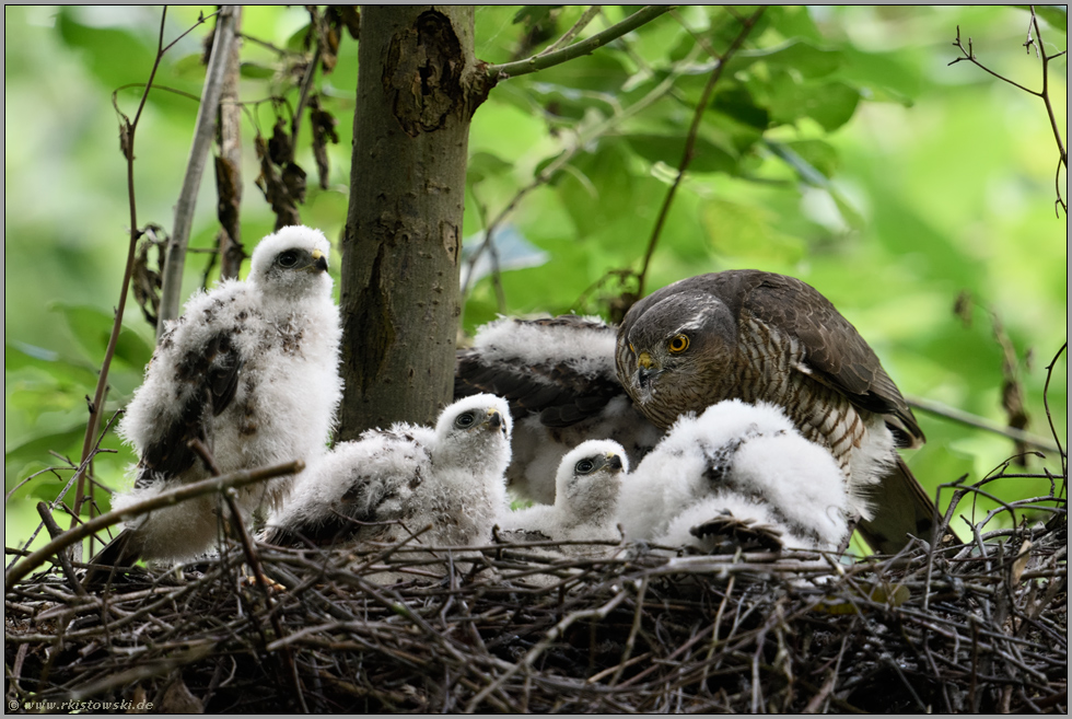 abgelenkt... Sperber *Accipiter nisus*