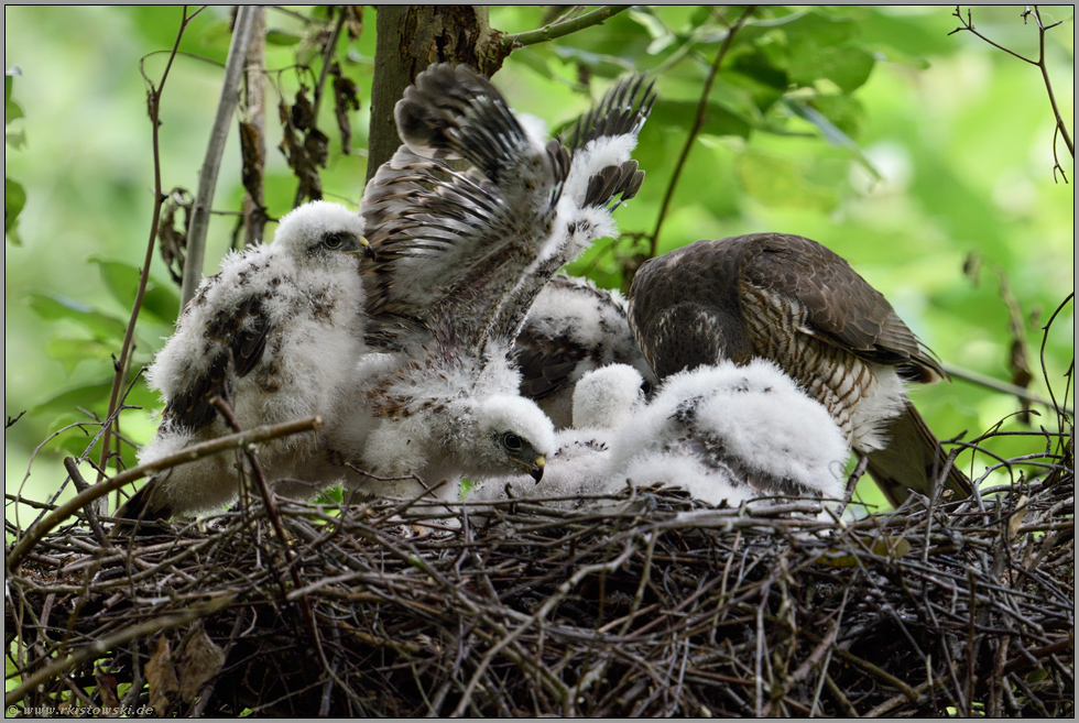 groß geworden...  Sperber *Accipiter nisus*