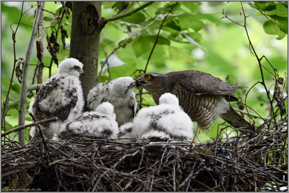 ganz entspannt... Sperber *Accipiter nisus*