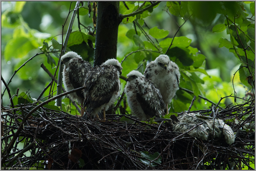 am Morgen danach... Sperber *Accipiter nisus*