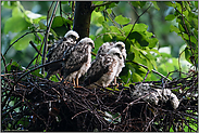 ein wenig "bedröppelt"... Sperber *Accipiter nisus*