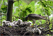 Sperbermännchen am Nest... Sperber *Accipiter nisus*