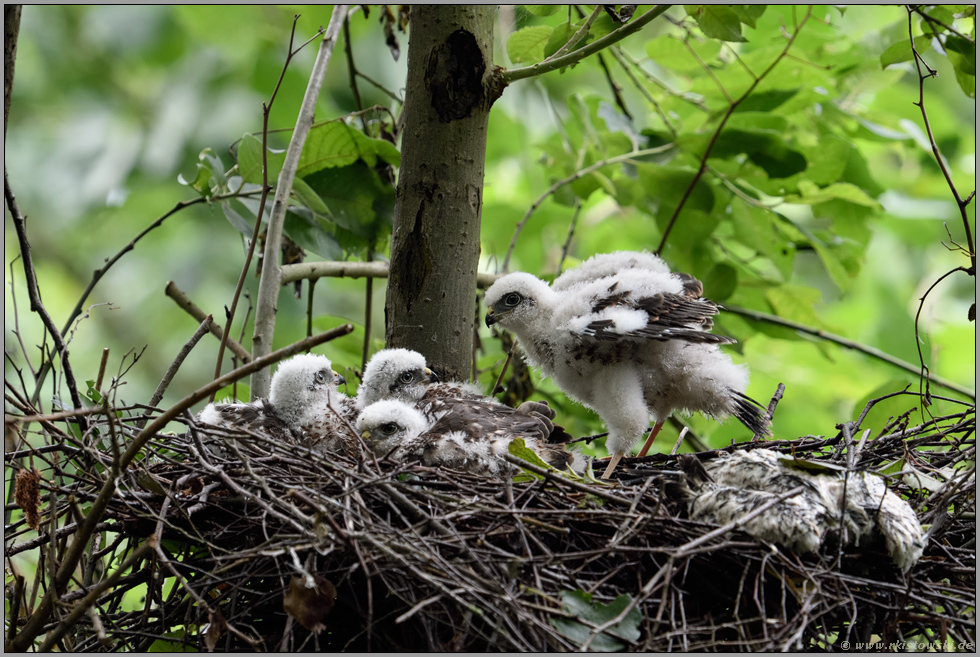 das tote Küken... Sperber *Accipiter nisus*