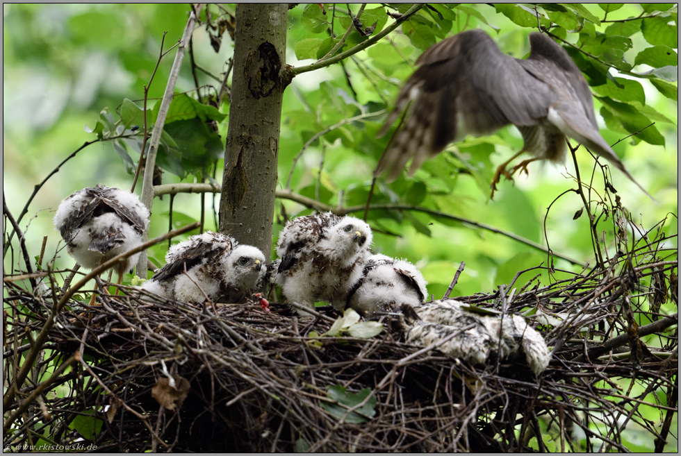 der Anflug... Sperber *Accipiter nisus*