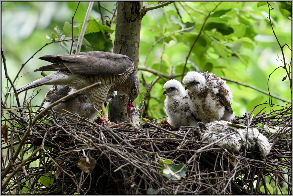 im Beutespektrum... Sperber *Accipiter nisus*