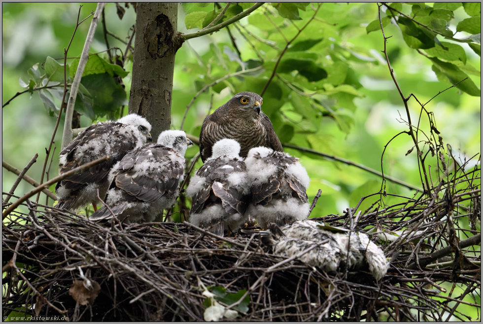 vor der Fütterung... Sperber *Accipiter nisus*