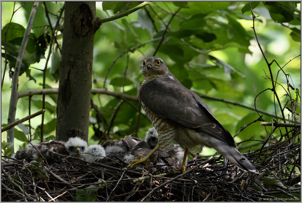 sichernder Blick... Sperber *Accipiter nisus*