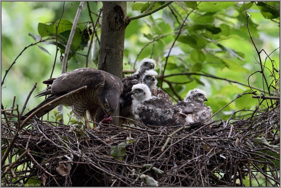 beim Zerkleinern der Beute... Sperber *Accipiter nisus*