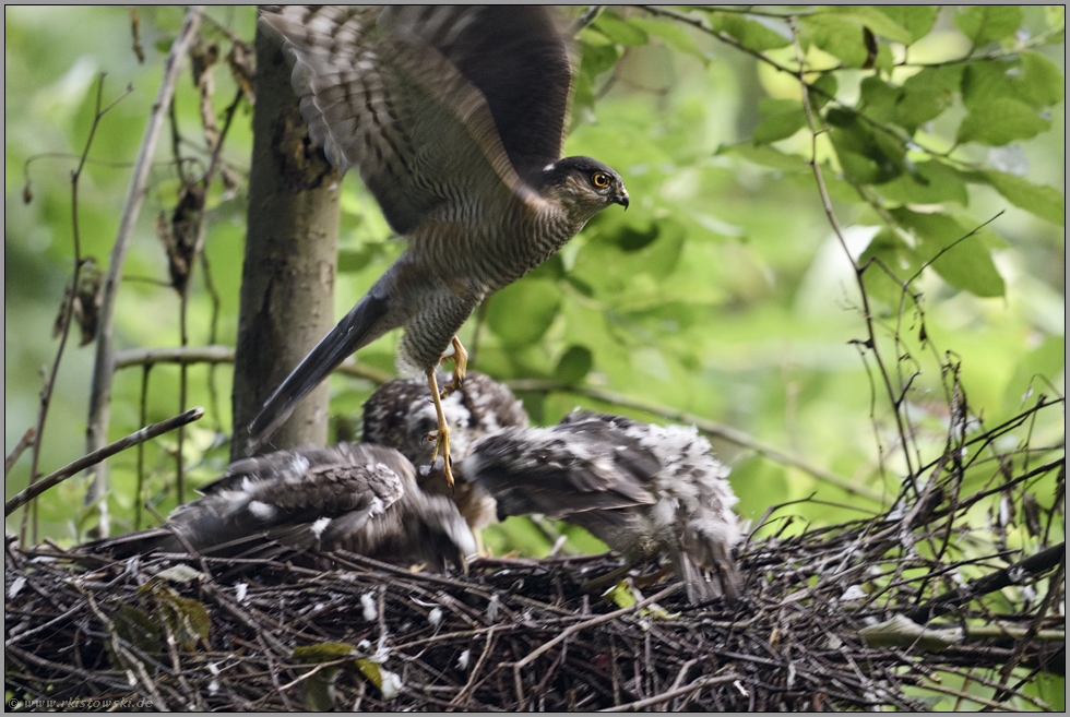 Hektik... Sperber *Accipiter nisus*