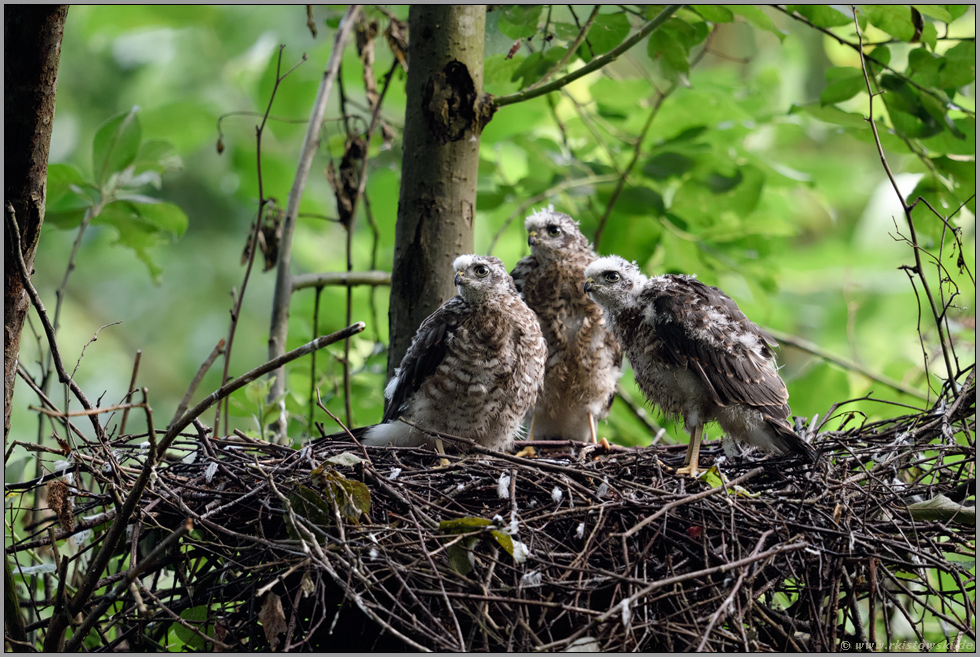 drei kleine Sperber... Jungsperber *Accipiter nisus*