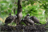 das Schlechte ins Kröpfchen... Sperber *Accipiter nisus*