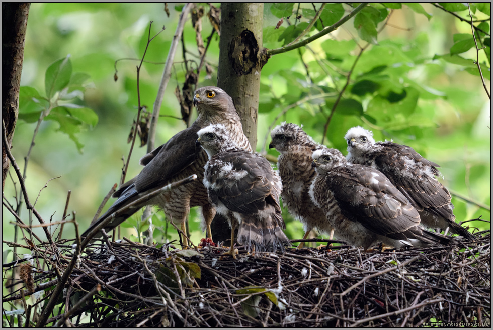 Groß und klein... Sperber *Accipiter nisus*