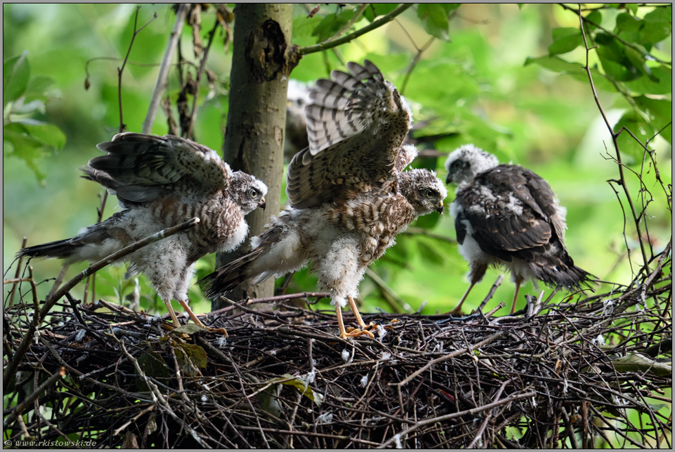 unmittelbar vor dem Ausflug... Sperber *Accipiter nisus*