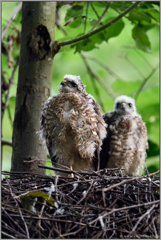 Nachwuchstalente... Sperber *Accipiter nisus*