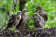 aus grün wird irgendwann gelb... Sperber *Accipiter nisus*