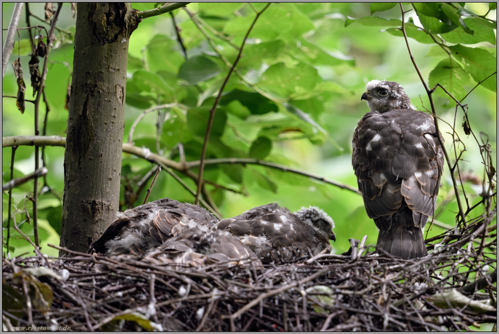 drei schlafen, einer "wacht"... Sperber *Accipiter nisus*