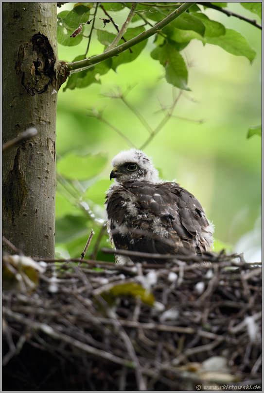 Sperberküken... Sperber *Accipiter nisus*