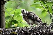 grüne Augen... Sperber *Accipiter nisus*