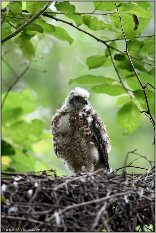 der letzte im Horst... Sperber *Accipiter nisus*