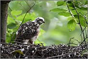 interessierte Blicke... Sperber *Accipiter nisus*