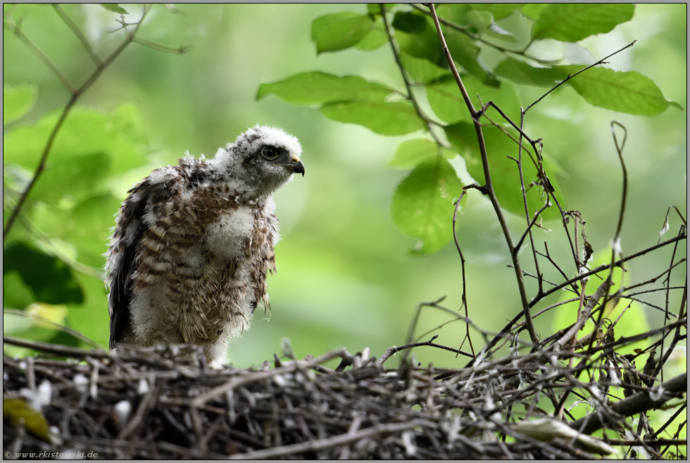 volle Aufmerksamkeit... Sperber *Accipiter nisus*