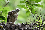 volle Aufmerksamkeit... Sperber *Accipiter nisus*