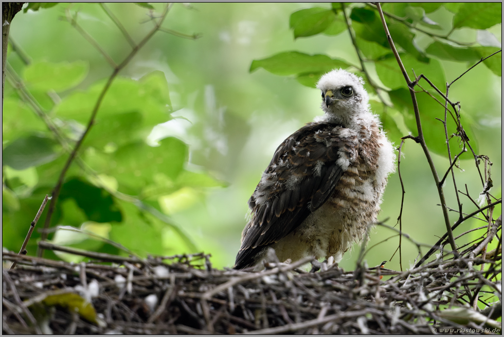 ein Federknäuel... Sperber *Accipiter nisus*