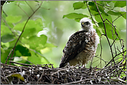 ein Federknäuel... Sperber *Accipiter nisus*