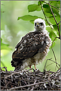 überrascht... Sperbernestling *Accipiter nisus*