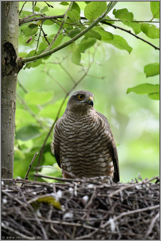 das Nest ist leer... Sperber *Accipiter nisus*