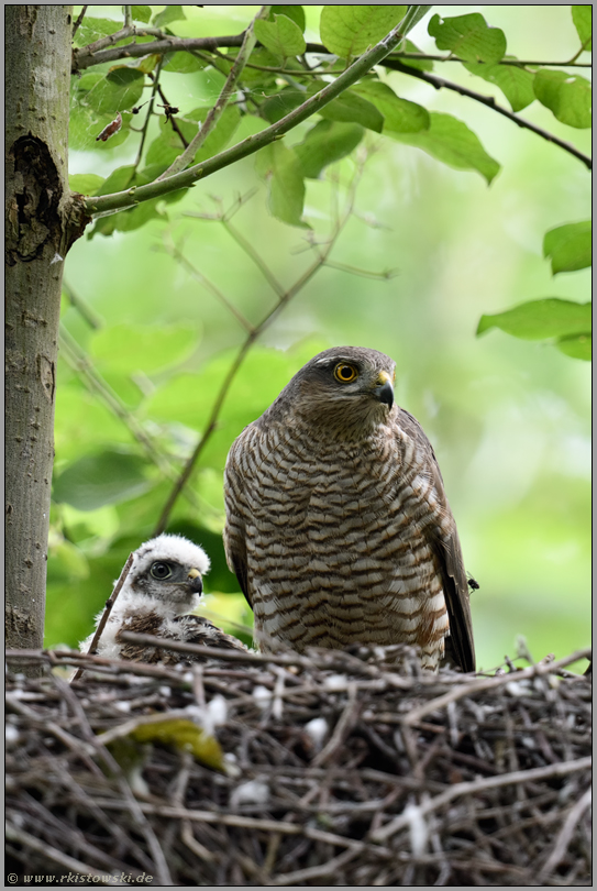 "Mutter" und Sohn... Sperber *Accipiter nisus*