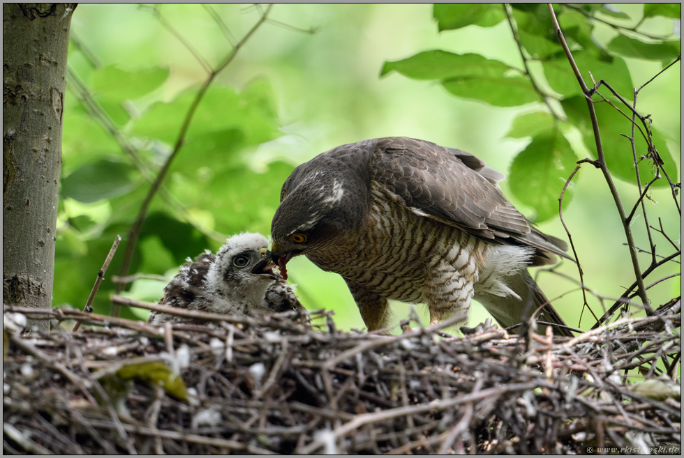 gefüttert wird noch immer... Sperber *Accipiter nisus*