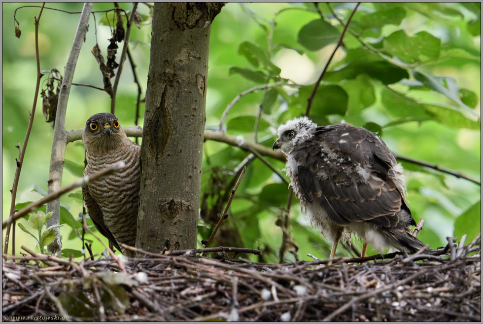 wer guckt denn da... Sperber *Accipiter nisus*