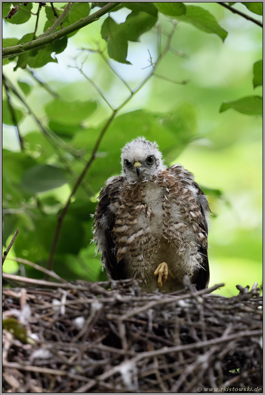 in Ruhestellung... Sperberküken *Accipiter nisus*