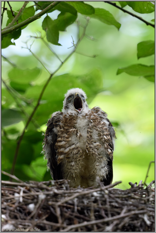 herzhaft gähnend... Sperber *Accipiter nisus*