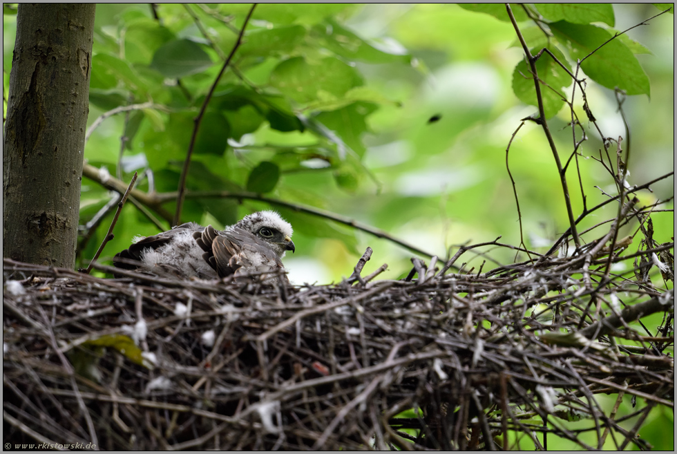 ruhend... Sperbernestling *Accipiter nisus*