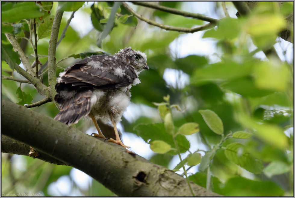 schwer zu erwischen... Jungsperber *Accipiter nisus*