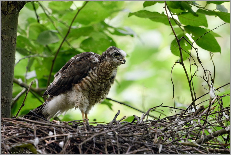 Beschwerden... Sperber *Accipiter nisus*