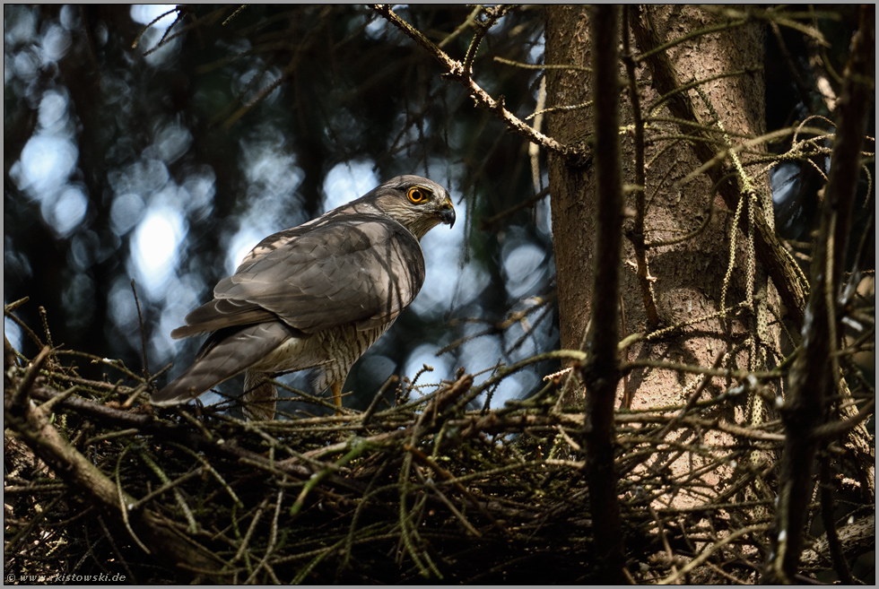 im Fichtenbestand... Sperber *Accipiter nisus*