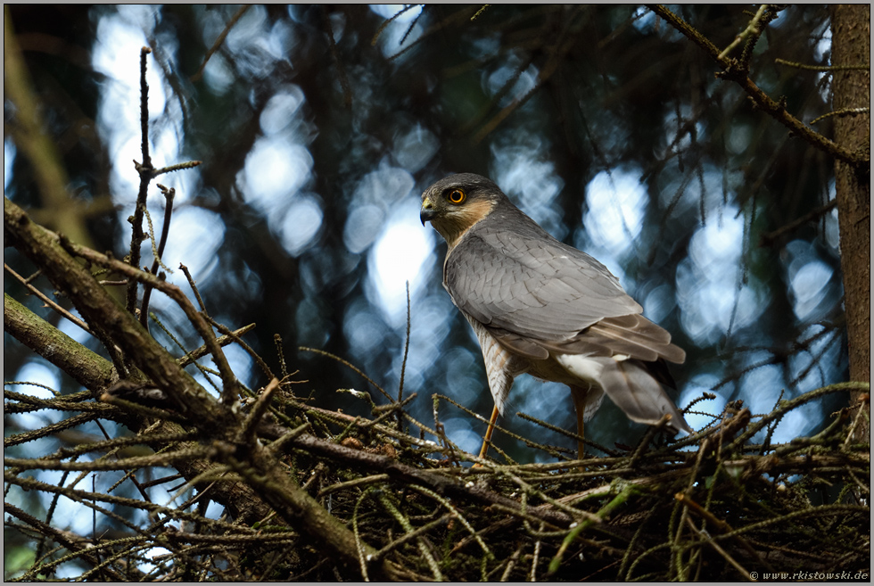 das Männchen... Sperber *Accipiter nisus*