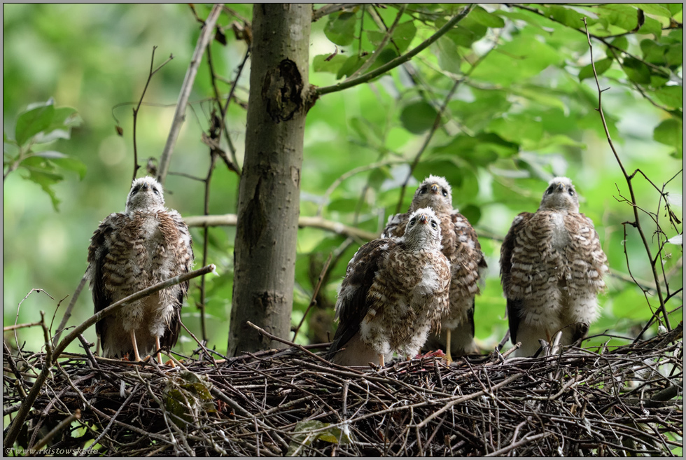 aufmerksam Blicke nach oben... Sperber *Accipiter nisus*