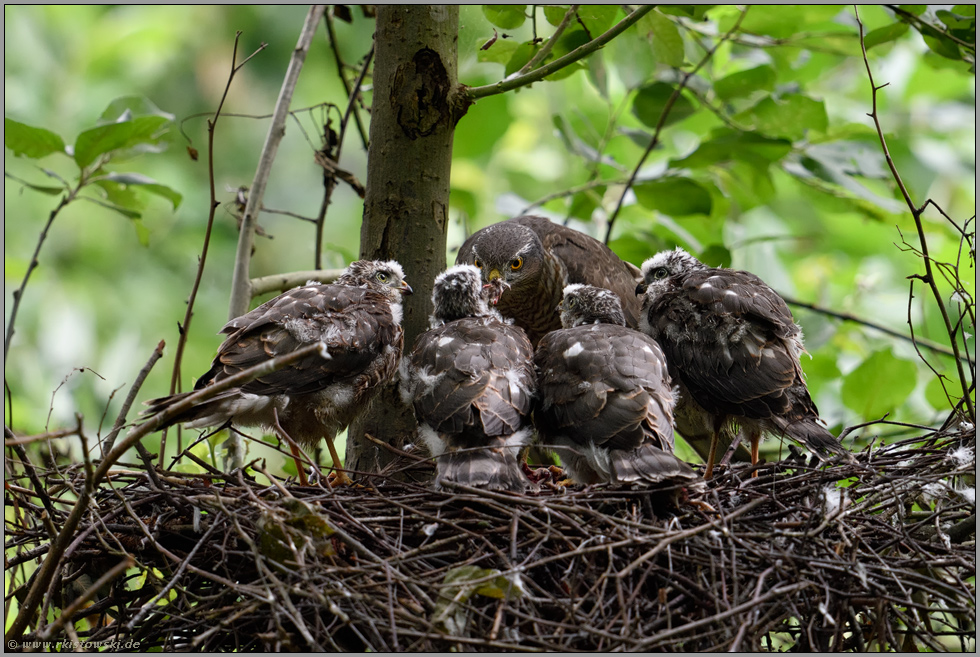 der Reihe nach... Sperber *Accipiter nisus*