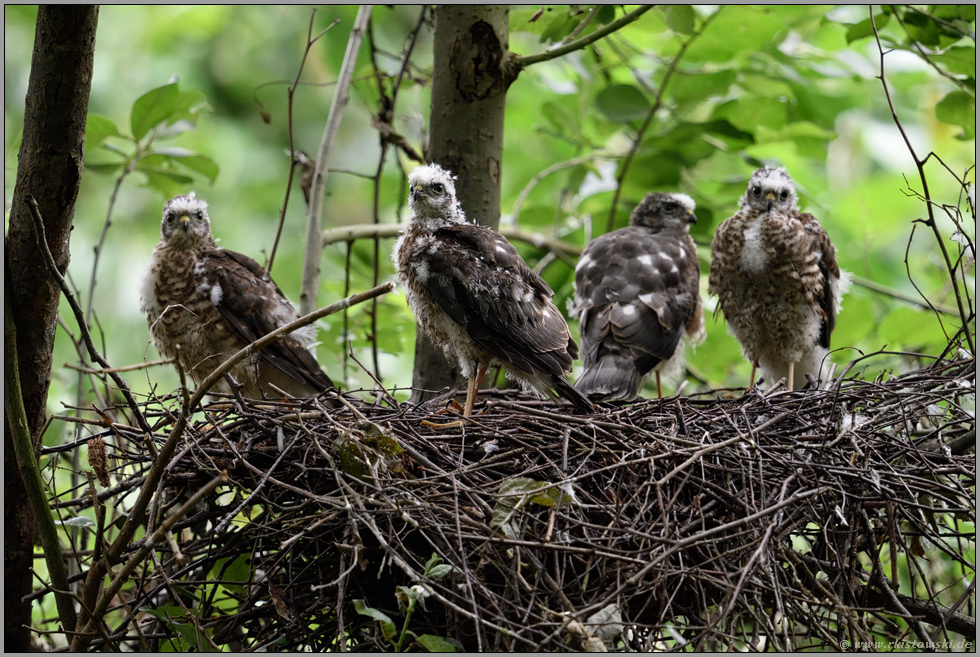 auf dem Sperberhorst... Sperber *Accipiter nisus*