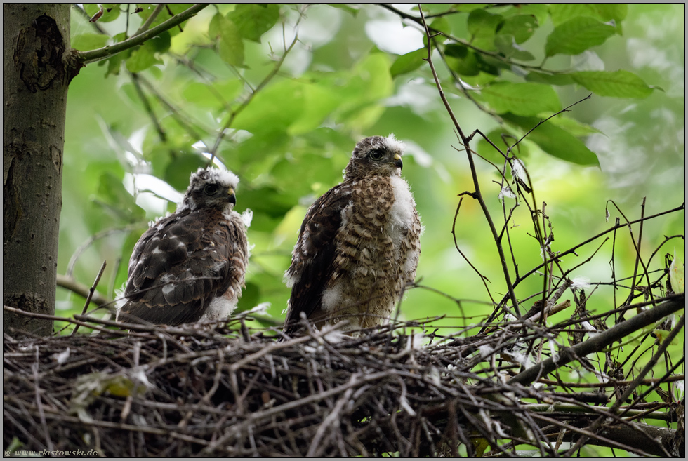 in gewohnter Umgebung... Sperber *Accipiter nisus*