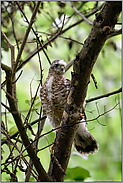 erste Ausflüge... Sperber *Accipiter nisus*